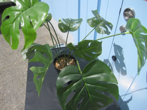 フェイクグリーン　観葉植物　造花　H500mm程度