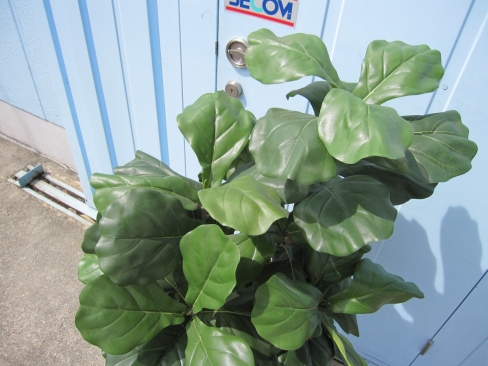 フェイクグリーン　観葉植物　H1500mm程度